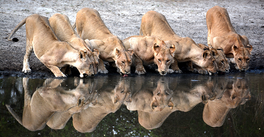 little-chem-chem-lions-drinking